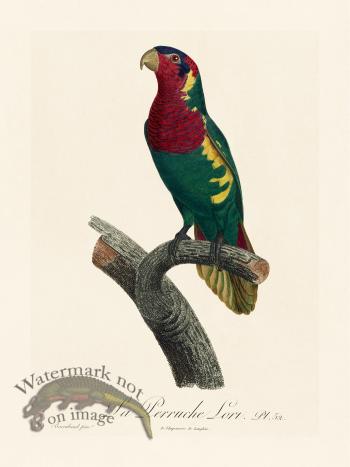 Barraband Parrot 052